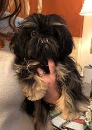 However, some generalities my shih poo, lollipop, had terrible reddish brown tear stains under her eyes; Black And Tan Dobie Marked Imperial Shih Tzu Luan Shih Tzu Shih Tzu Puppy Shih Tzu Shih Tzu Dog