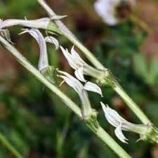 Image result for Cyphia