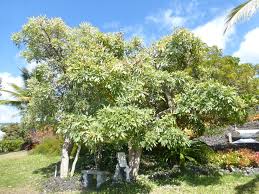 Image result for Handroanthus chrysotrichus