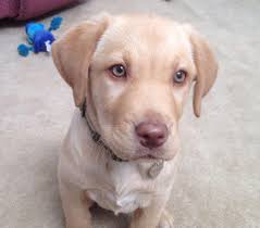 Epingle Sur Puppy