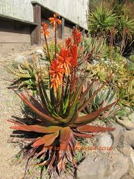 Image result for Aloe cameronii