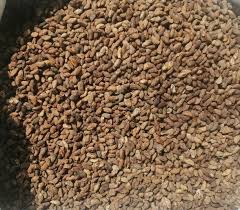 Image result for Voacanga africana