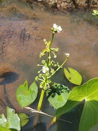 Image result for Limnophyton obtusifolium