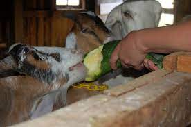 It is also known as courgette in some places! Kitchenography Goat Family Album
