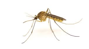 If you have a fish pond or birdbath, refresh the water regularly. How To Get Rid Of Mosquitoes Inside The House Essential Home And Garden