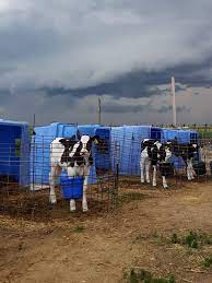 What Is A Calf Hutch? • Dairy Carrie
