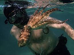 How did he contribute to its death? My Octopus Teacher Is The Nature Film You Need To Watch Right Now