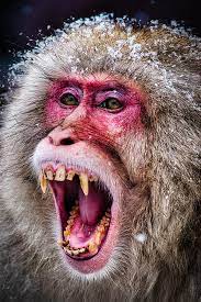Japan Photograph Snarling Snow Monkey Japan By Stuart Litoff Snow Monkeys Japan Monkey Japan Snow Monkey