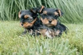 What are silver lab puppies? Bring A Yorkie Home Dog For Sale Colorado Springs Dog For Sale Colorado Dogs For Sale Colorado Springs Co Dogs For Sale Colorado Craigslist Wolf Dog For Sale Colorado Newfoundland Dog