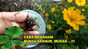 (2016) melakukan penelitian untuk menyelidiki aktivitas tiga jenis sayuran segar yang digunakan adalah seledri, bayam merah, dan kenikir. Kembang Kenikir Atau Ulam Raja Cosmos Caudatus By Ayahe Mela