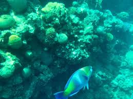 See 3,378 traveler reviews, 5,225 candid photos, and great deals for hilton seychelles labriz resort & spa, ranked #1 of 1 hotel in silhouette island and rated 4.5 of 5 at tripadvisor. Tips And Takeaways From Snorkeling In Eilat Israel Five Family Adventurers