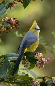 Beautiful Bird Naturaleza Bella Aves Hermosas Pajaros Exoticos Y Aves