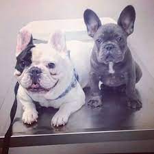 Here @poeticfrenchies the french bulldog obsession is real! Pin By Petras Nest On French Bulldogs My Animal French Bulldog Cute Animals