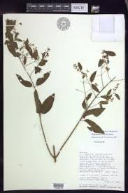 Image result for Triaspis macropteron