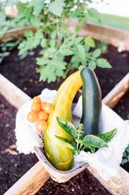 Zucchini thrive in moist soil. The Easiest Plants To Grow For Beginner Gardeners Jen Elizabeth S Journals