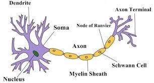 As previously mentioned, the cell membrane serves as a barrier that can open to allow certain needed substances into the cell while keeping other substances outside of the cell. What Are The Functions Of Nerve Cells In Animals Quora