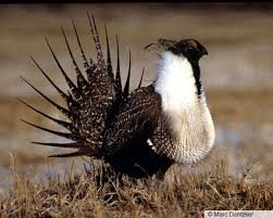 Image result for Agelanthus musozensis