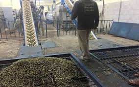 Sfax Pres De 218 Tonnes D Olive Recus Dimanche Au Marche De Guremda A Prix De Base De 920 Kg La Presse De Tunisie