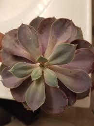 Check spelling or type a new query. My Purple Echeveria Is Turning Green Is It Because It S Not Getting Enough Sun Does It Need A Grow Light Maybe Succulents
