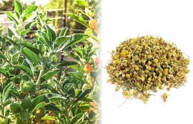 155 851 просмотр 155 тыс. 10 Alternatives To Tobacco To Mix With Cannabis Sensi Seeds