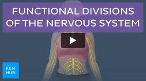 Image result for Higher Integrative Function