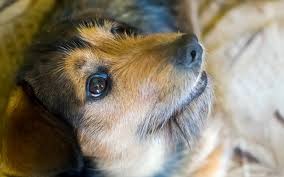 The cute creatures are brought to the hostel by a dog one satisfied guest of the hostel wrote on hostelworld: How To Help Your Newly Adopted Rescue Dog Settle In