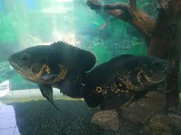 Ikan ini memang dikenal menarik dan juga cerdas sehingga. Ikan Oscar Tiger Albino Fesyen Pria Sepatu Lainnya Di Carousell
