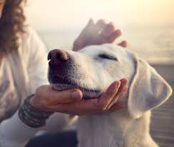 Don't forget to bookmark this page by hitting (ctrl + d), 90 Pets Ideas Pets Good Housekeeping Pet Friendly