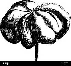 Image result for Pancovia