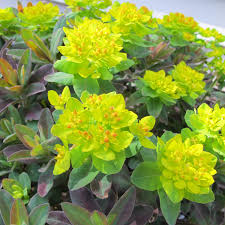 Image result for Euphorbia eranthes