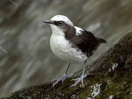 Image result for Leucas capensis