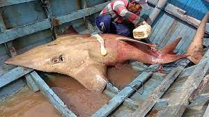 Resepi ikan merah sos limau purut. Info Spesies Kenali Yu Kemejan Umpan