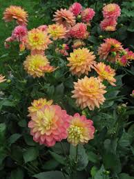 File:Dahlia Melody Allegro 1.jpg - Wikimedia Commons