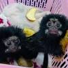 Anybody knows any pet shop near your place ? 3
