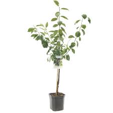 Toute l'actualité sur le sujet belgique. Bleue De Belgique Laagstambomen Fruitbomen En Planten