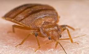 Image result for bed bugs