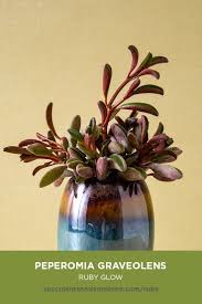 This Succulent Is Perfect For Filler In Your Arrangements In 2020 Red Succulents Peperomia Flowering Succulents