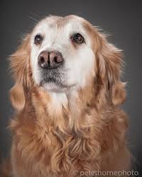 Golden retrievers have an instinctive love of water, and are easy to train to basic or advanced obedience standards. Keeper The 15 Year Old Golden Retriever 3 Old Golden Retriever Golden Retriever Dogs Golden Retriever