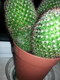Ultimately, this affects our health by reducing healthy gut bacteria and increasing our risk of weight gain, metabolic problems keeping beneficial bacteria at healthy levels can even improve your resilience to adversity. Cactus And Succulents Forum Is My Cactus Healthy Garden Org