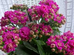 On all orders over £175. Indoor Flowering Plants Gardeners Tips