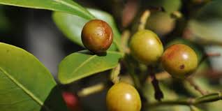 Image result for Ekebergia