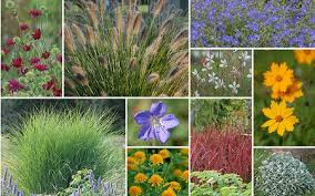 Staudenbeet Graser Dreiklang Im Blutenmeer 15 Pflanzen Im Mein Schoner Garten Shop Staudenbeet Garten Pflanzen