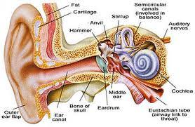 Image result for gambar cochlear implant