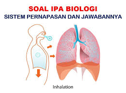 Respirasi adalah pertukaran gas, yaitu oksigen (o2) yang dibutuhkan tubuh untuk metabolisme sel dan karbondioksida (co2) yang dihasilkan dari metabolisme tersebut dikeluarkan dari tubuh melalui paru. 50 Soal Pilihan Ganda Sistem Pernapasan Jawaban Kelas 11 Muttaqin Id