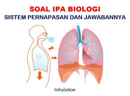 P= bronkus t = laring s = alveolus r = bronkiolus q = trakea. 50 Soal Pilihan Ganda Sistem Pernapasan Jawaban Kelas 11 Muttaqin Id