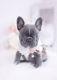 The nose is dark, however, might be lighter in lighter shaded pups. Teacup French Bulldog Puppies For Sale In Florida Pets Lovers