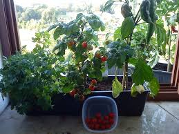 Die wartezeit ist abhängig von der verfügbarkeit freier wohnungen, der anzahl von wohnungsanträgen und ihren angaben. Krauterzucht In Der Wohnung Seite 2 Allmystery