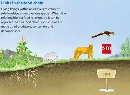 Links In Food Chain Producers Consumers Decomposers Simple Description With Animation Eslabones De La Cadena Ciencias Naturales Cadena Alimentaria