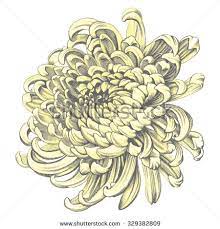 Chrysanthemum Stock Photos Images Pictures Chrysanthemum Tattoo Chrysanthemum Chrysanthemum Drawing