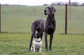 Why Do Small Dogs Live Longer Than Large Dogs